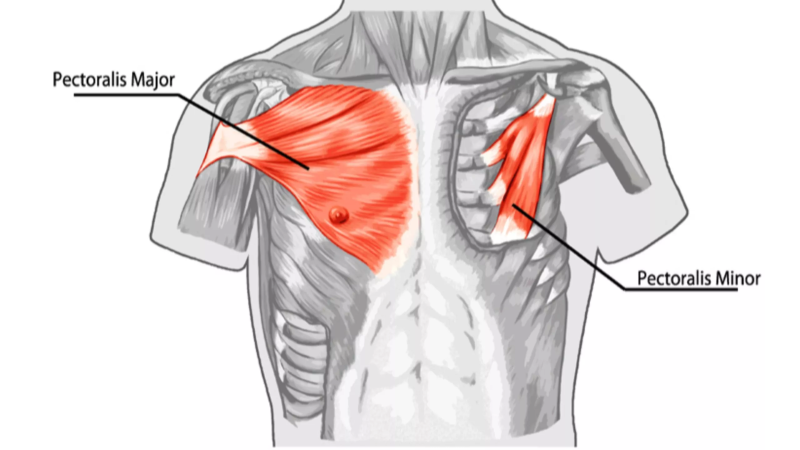 Main Chest Muscles